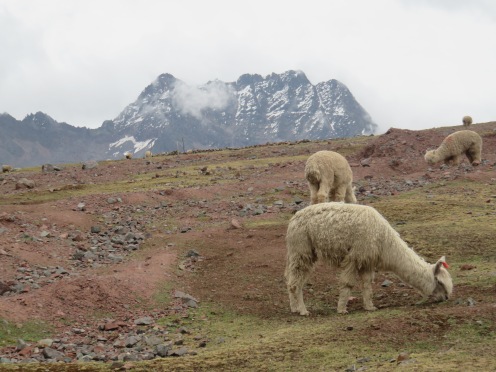 Some llamas and alpaca grazing at the base of the Ausangate mountain range