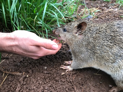Hand feeding a southern brown bandicoot! Their diet is designed by experts to imitate their diet in the wild