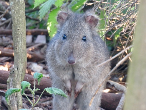 A long-nosed potaroo, which made a brief appearance before running off with its food!