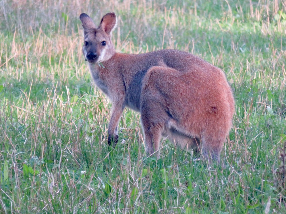 A Red-necked wallaby. I started a side project tracking how close I could get to them before fleeing as a way of measuring their responsiveness to predators (like humans!)